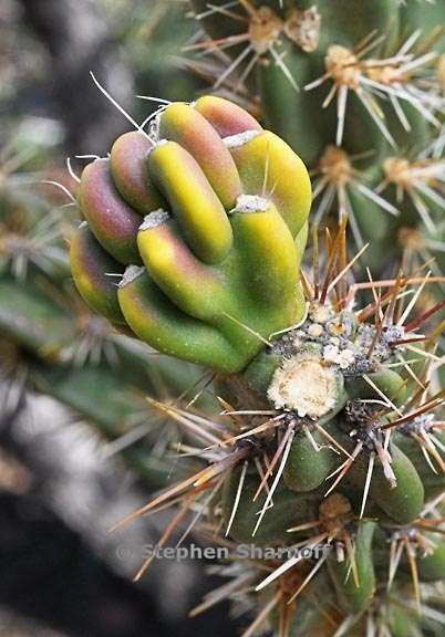 cylindropuntia viridiflora 2 graphic